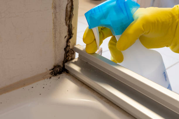 Best Kitchen Mold Remediation in Newington, VA