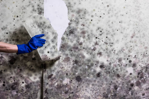 Best Health and Safety Mold Remediation in Newington, VA
